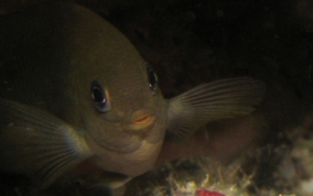 Dusky Damselfish - Stegastes adustus