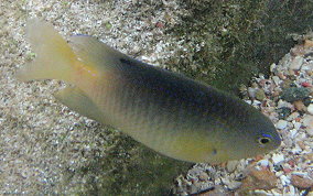 Beaugregory Damselfish - Stegastes leucostictus