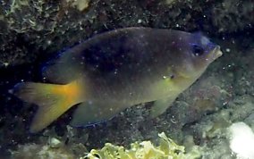 Beaugregory Damselfish - Stegastes leucostictus