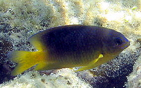 Beaugregory Damselfish - Stegastes leucostictus