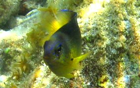 Beaugregory Damselfish - Stegastes leucostictus