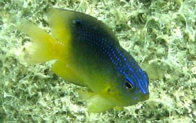 Beaugregory Damselfish - Stegastes leucostictus