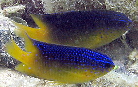 Beaugregory Damselfish - Stegastes leucostictus