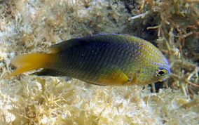 Beaugregory Damselfish - Stegastes leucostictus