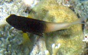 Bi-Colored Damselfish - Stegastes partitus