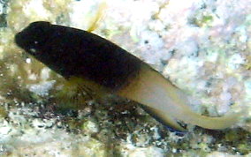 Bi-Colored Damselfish - Stegastes partitus