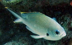 Brown Chromis - Chromis multilineata 