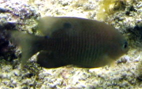 Cocoa Damselfish - Stegastes veriabilis