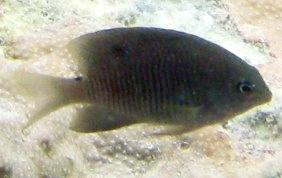 Cocoa Damselfish - Stegastes veriabilis