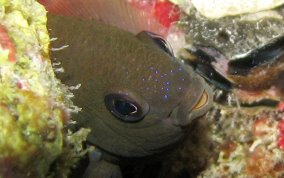 Cocoa Damselfish - Stegastes veriabilis