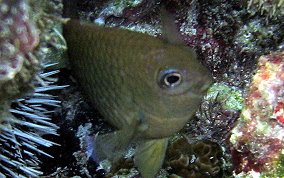 Cocoa Damselfish - Stegastes veriabilis