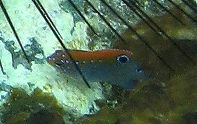 Dusky Damselfish - Stegastes adustus