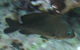 Dusky Damselfish - Stegastes adustus