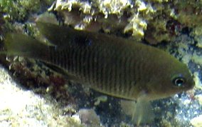 Dusky Damselfish - Stegastes adustus