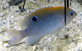 Dusky Damselfish - Stegastes adustus