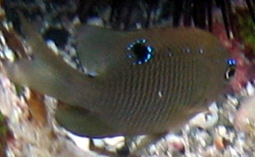 Dusky Damselfish - Stegastes adustus