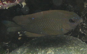 Cocoa Damselfish