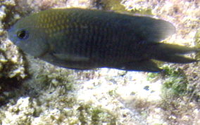 Longfin Damselfish - Stegastes diencaeus