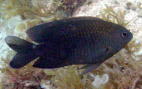 Longfin Damselfish - Stegastes diencaeus