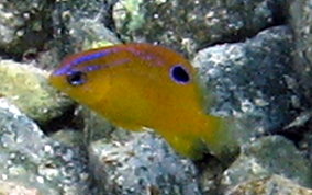 Longfin Damselfish - Stegastes diencaeus