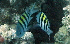 Sergeant Major - Abudefduf saxatilis