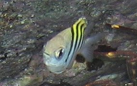 Sergeant Major - Abudefduf saxatilis