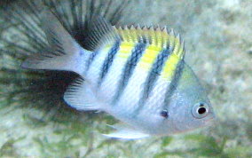 Sergeant Major - Abudefduf saxatilis