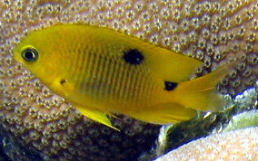 Threespot Damselfish - Stegastes planifrons