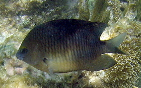 Threespot Damselfish - Stegastes planifrons