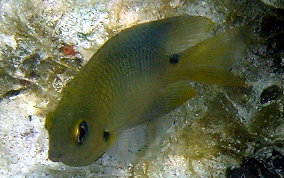 Threespot Damselfish - Stegastes planifrons