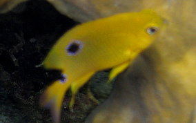 Threespot Damselfish - Stegastes planifrons