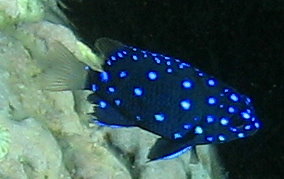 Yellowtail Damselfish - Juvenile Microspathodon chrysurus