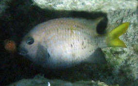 Yellowtail Damselfish - Microspathodon chrysurus 