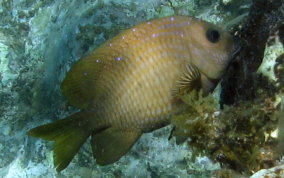 Yellowtail Damselfish - Microspathodon chrysurus 