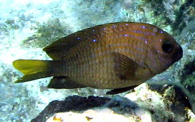 Yellowtail Damselfish - Microspathodon chrysurus 