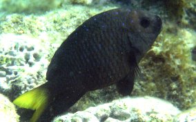 Yellowtail Damselfish - Microspathodon chrysurus 