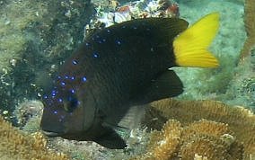 Yellowtail Damselfish - Microspathodon chrysurus 