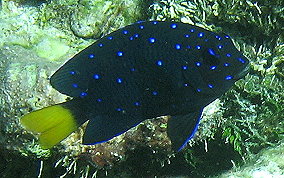 Yellowtail Damselfish - Microspathodon chrysurus 