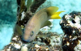 Yellowtail Damselfish - Microspathodon chrysurus 