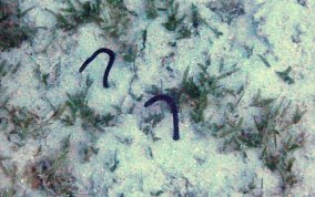 Brown Garden Eel - Heteroconger longissimus