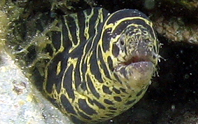 Chain Moray Eel - Echidna catenata