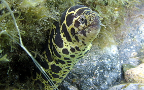 Chain Moray Eel - Echidna catenata