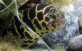 Chain Moray Eel - Echidna catenata