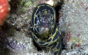 Chain Moray Eel - Echidna catenata