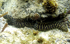 Chain Moray Eel - Echidna catenata