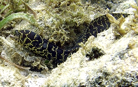 Chain Moray Eel - Echidna catenata