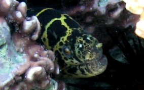 Chain Moray Eel - Echidna catenata