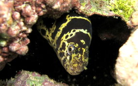 Chain Moray Eel - Echidna catenata