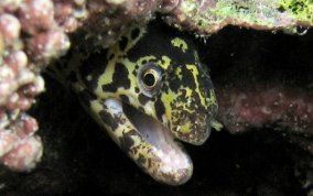 Chain Moray Eel - Echidna catenata