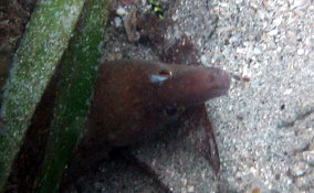 Chestnut Moray Ee - Enchelycore carychroa 